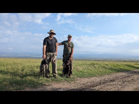 ნადირობა მწყერზე, ისევ კახეთი-QUAIL HUNTING