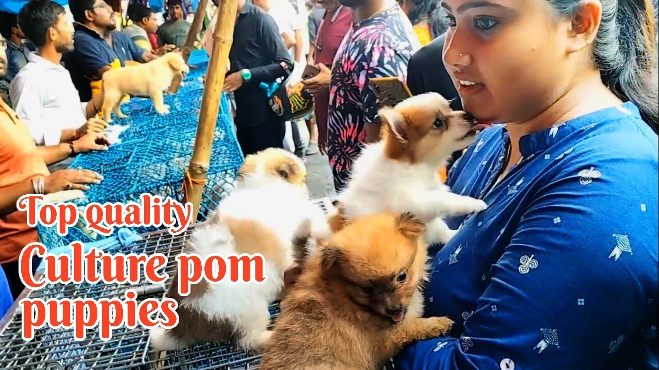 Cheap Price Dog In Kolkata Gallif Street Pet Market Kolkata Recent