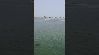 Barakul