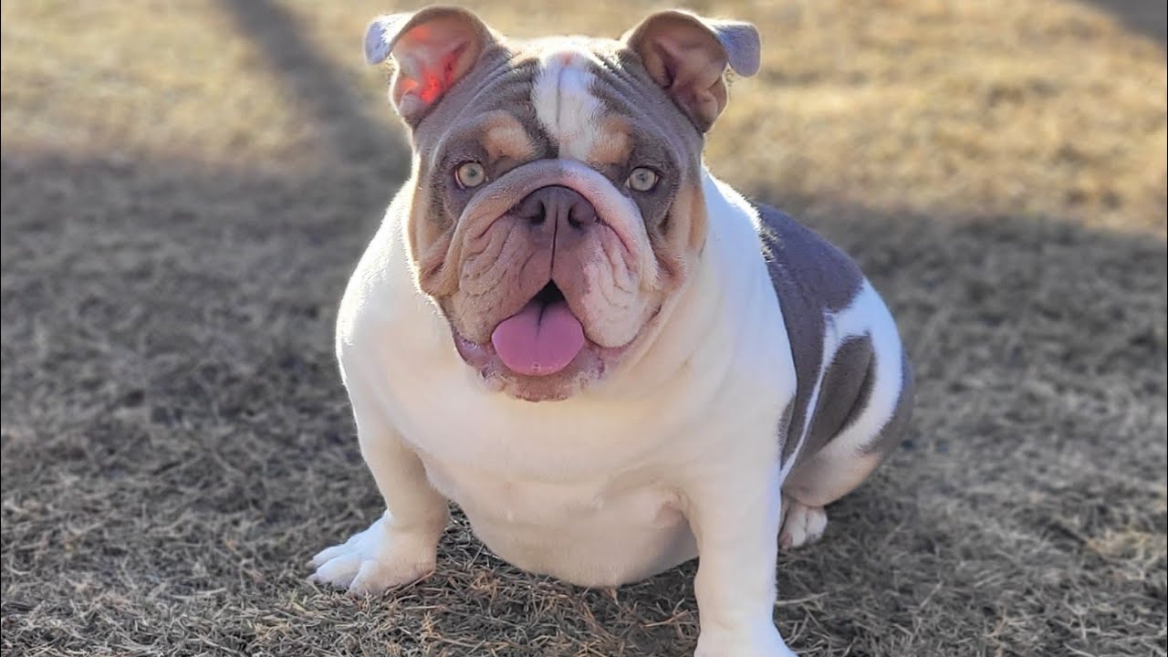English Bulldog Kennel Update ️ YouTube