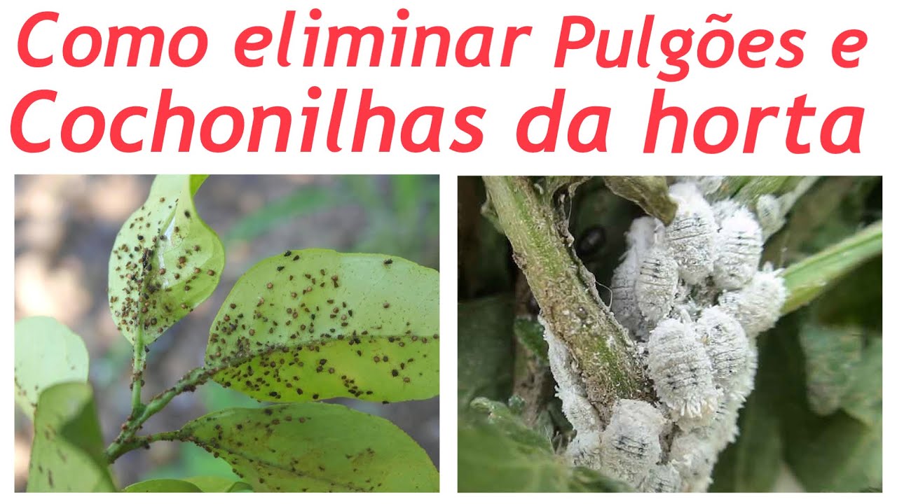 Como eliminar pulgões e cochonilha sua sua horta!! - YouTube