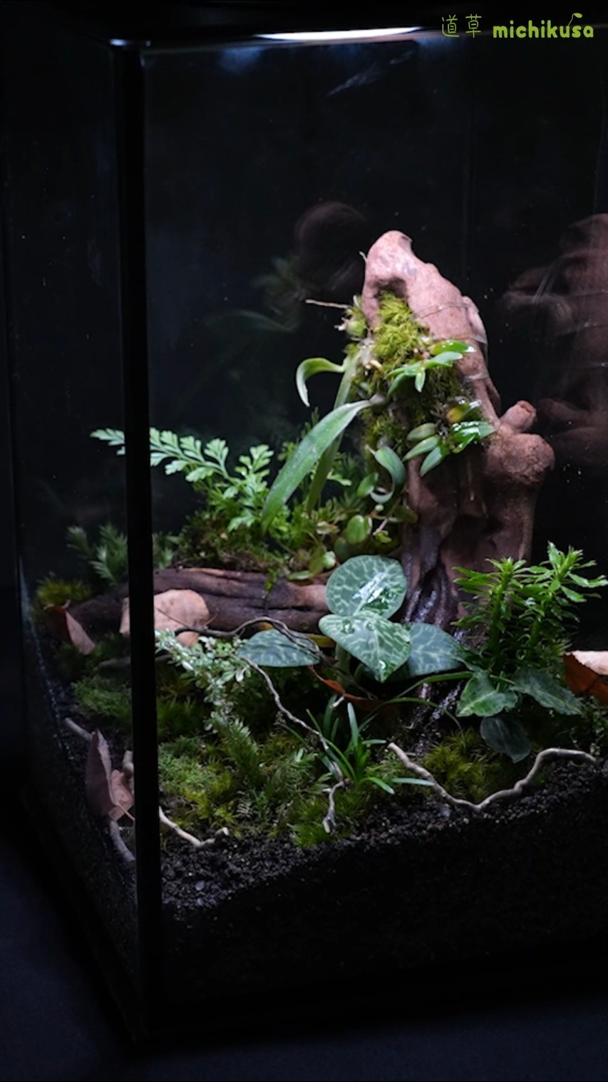 苔　着生ラン　マメツダラン　テラリウム　苔リウム　パルダリウム　盆栽　アート 苔 着生ラン マメツダラン テラリウム 苔リウム パルダリウム 盆栽