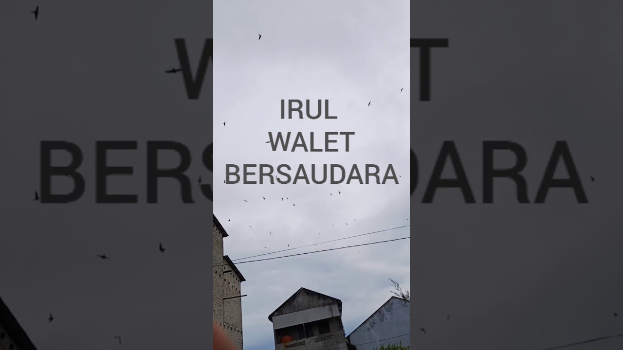 Tekhnik dan cara perawatan untuk menginapkan burung walet 
