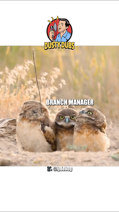 We’ve owl been there 🎥: lydebug (IG) #shorts