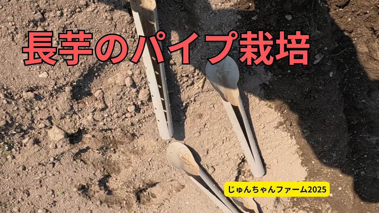 Jun-chan grows Chinese yam using pipes 2025 04 07 - YouTube