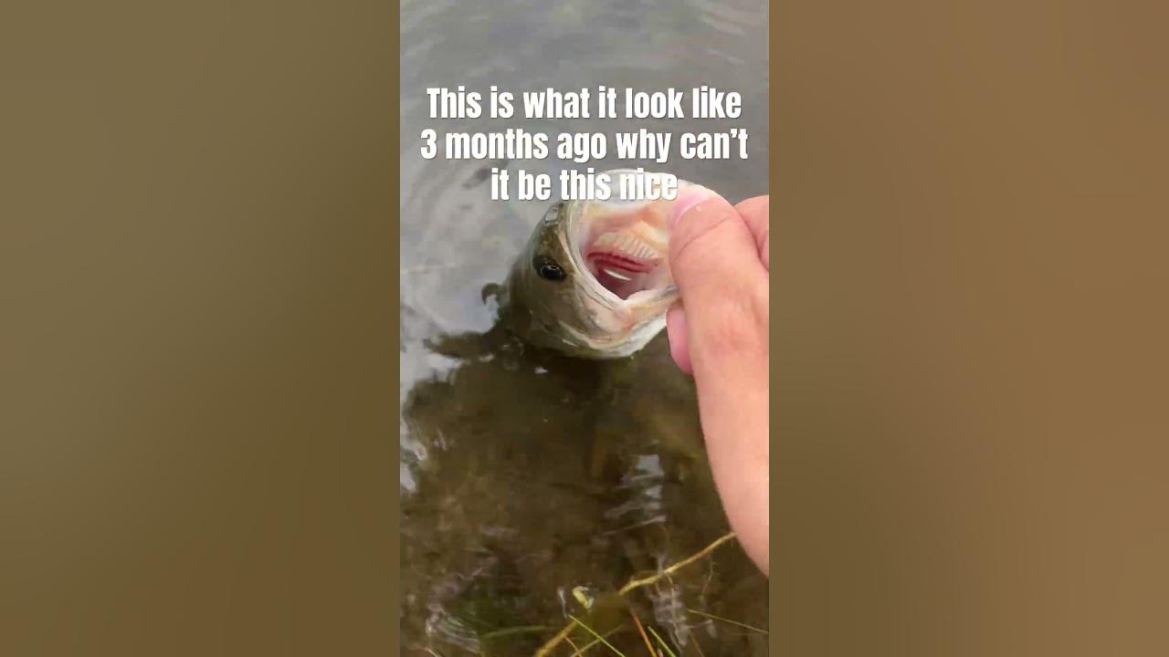 If only fr #cat #cover #cute #fishing #rap #traphiphop #bassfishing
