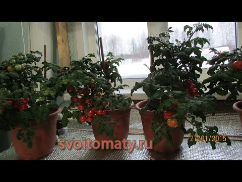 Выращивание томатов в домашних условиях зимой