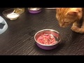 Джинджер и Грей впервые пробуют натуральный корм для кошек SUPERPET