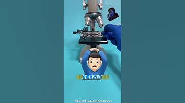 Egg yolk under microscope 🔬