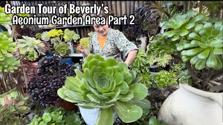 Succulent Garden Tour of Aeonium Collection