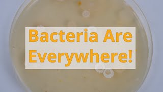 Bacteria Are Everywhere