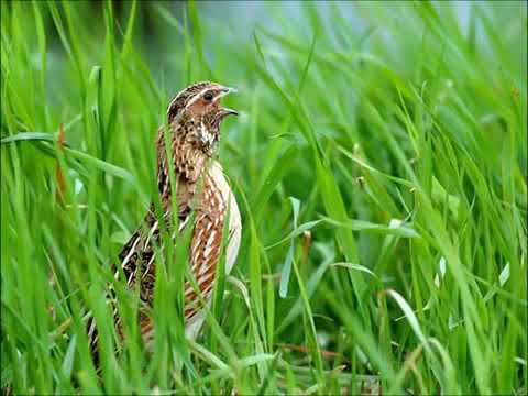صوت السمان فري الربيع