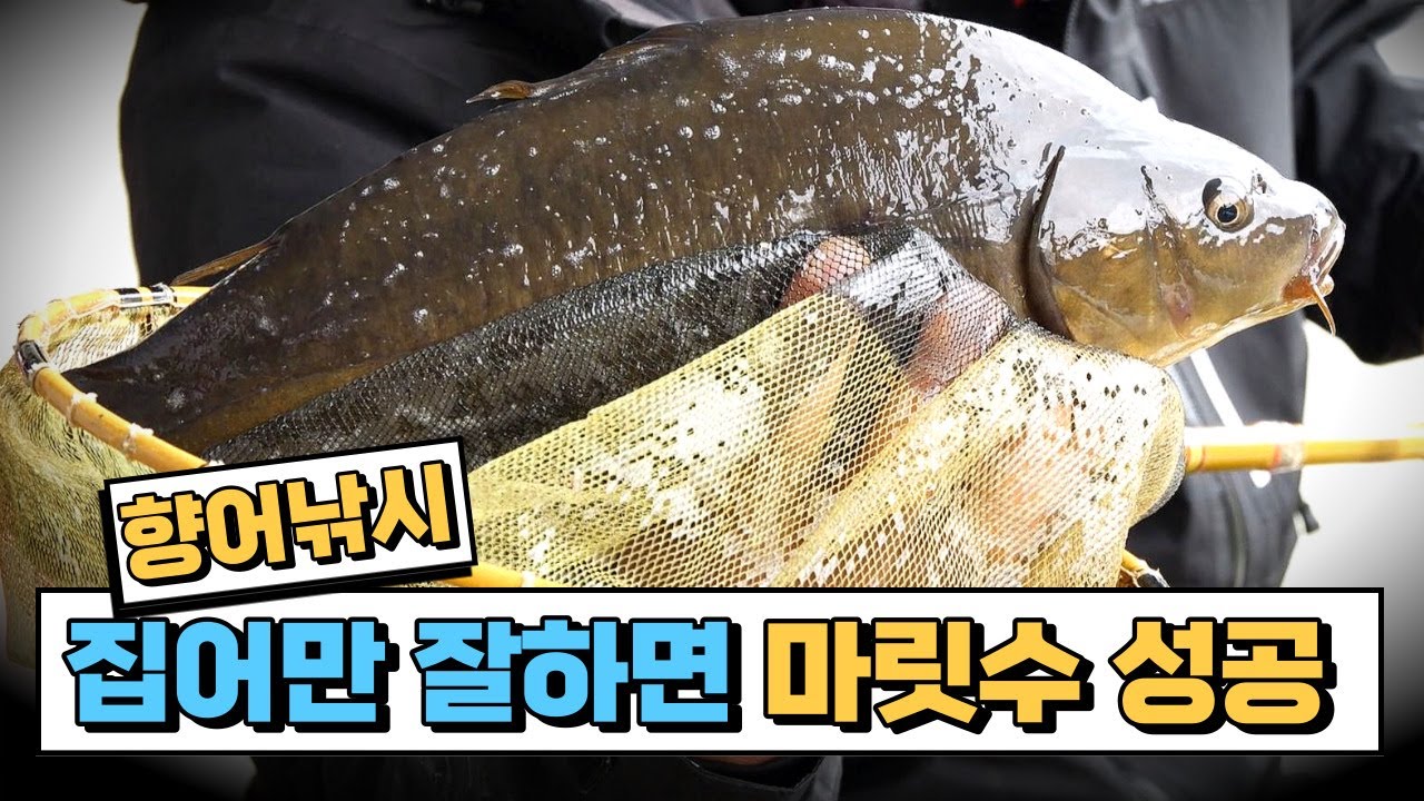 집어가 잘되면 빠지지 않는 향어낚시~!!