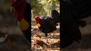 Facts About Brush Turkey