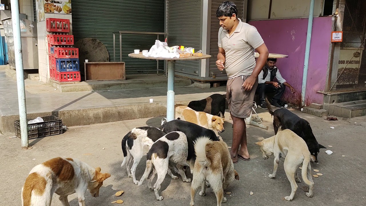 Feeding dogs ️ on street YouTube
