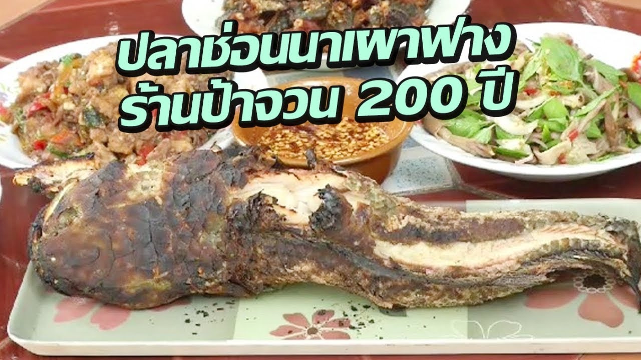 ปลาช่อนนาเผาฟาง ร้านป้าจวน 200 ปี | 20-09-60 | ตะลอนข่าวเช้านี้ | สรุปเนื้อหาที่มีรายละเอียดมากที่สุดเกี่ยวกับร้าน อาหาร บึง ช่อน