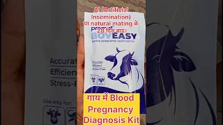 गाय में खून (Blood) के जरिए गर्भ परीक्षण (Pregnancy Diagnosis)#trending #cow#dairy#zam#come