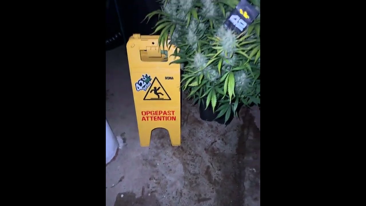 🦍 Gorilla Cookies Auto by Fast Buds  