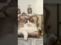 CAINZの「交換できる爪研ぎソファ ハイバック」を使ってみました🐈🤎 #カインズ公式アンバサダー #PR #猫のいる暮らし