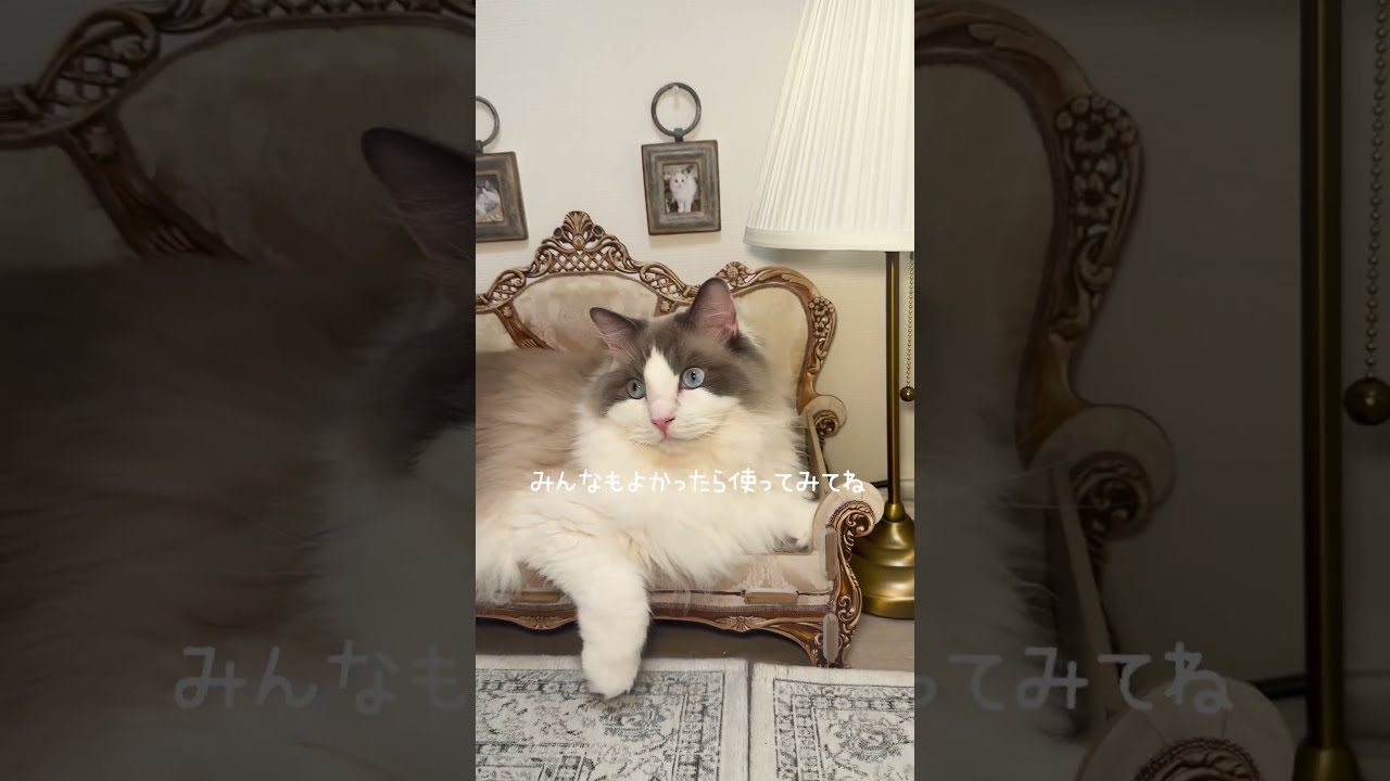 CAINZの「交換できる爪研ぎソファ ハイバック」を使ってみました🐈🤎 #カインズ公式アンバサダー #PR #猫のいる暮らし