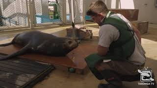 Keeper jacob and vet larry talk us through the process of x-raying
california sea lion murphy's flipper. ---------- connect with taronga:
*** taronga tv: htt...