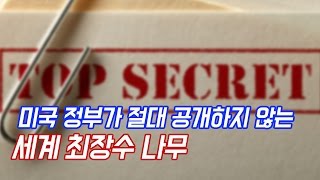 미국정부 1급비밀  세계에서 가장 오래 산 최고령 나무 TOP 7