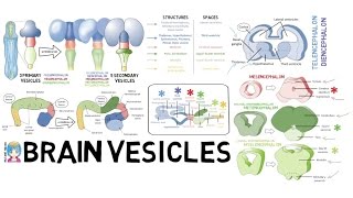 INSTANT NEURO - Brain Vesicles