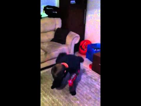 Omer dancing Justin Bieber Omer dancing Justin Bieber