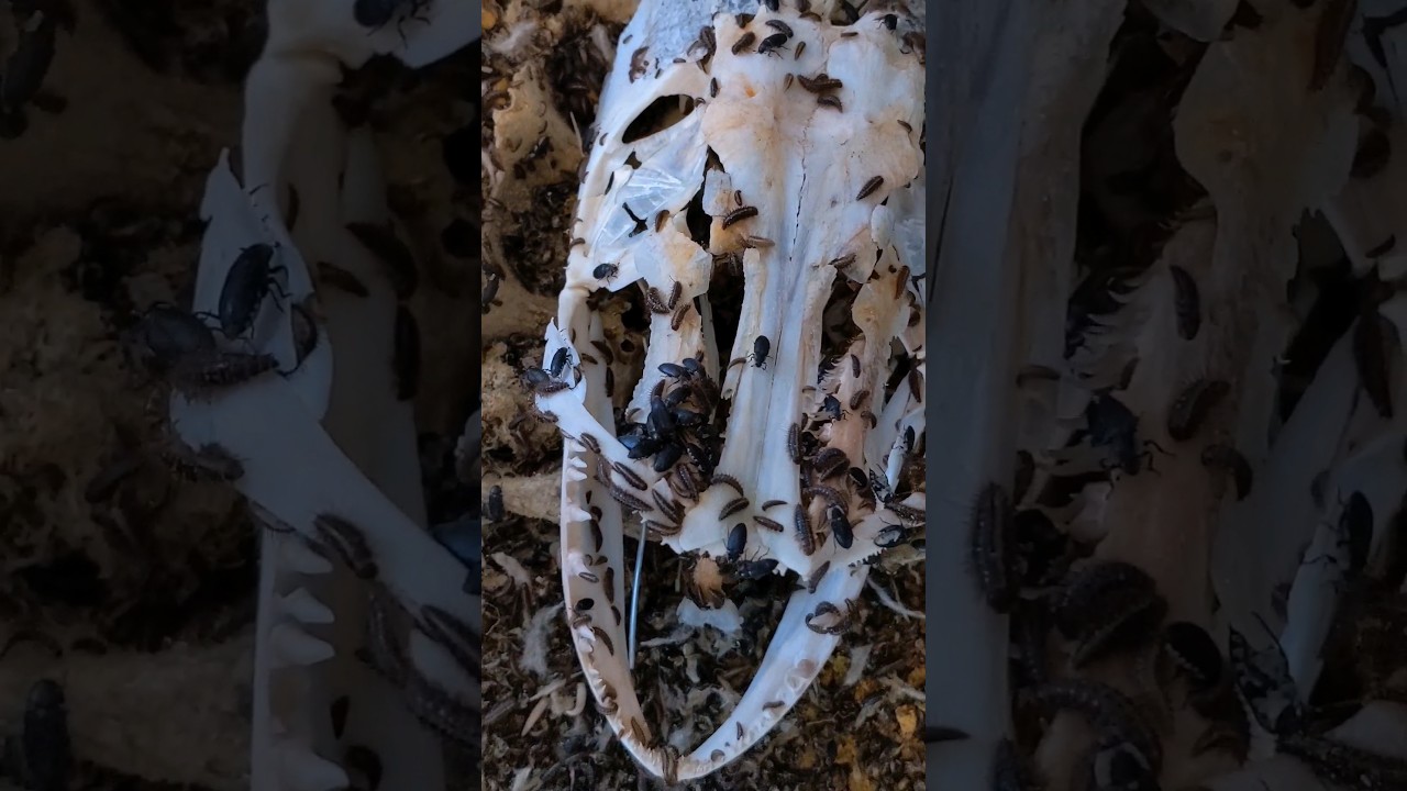 Череп щуки, только что извлеченный из жуков.