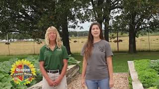 Tomato Plants Problems & Solutions