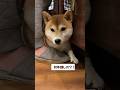 久々のベスポジ✨ #柴犬 #shibainu #ベスポジ