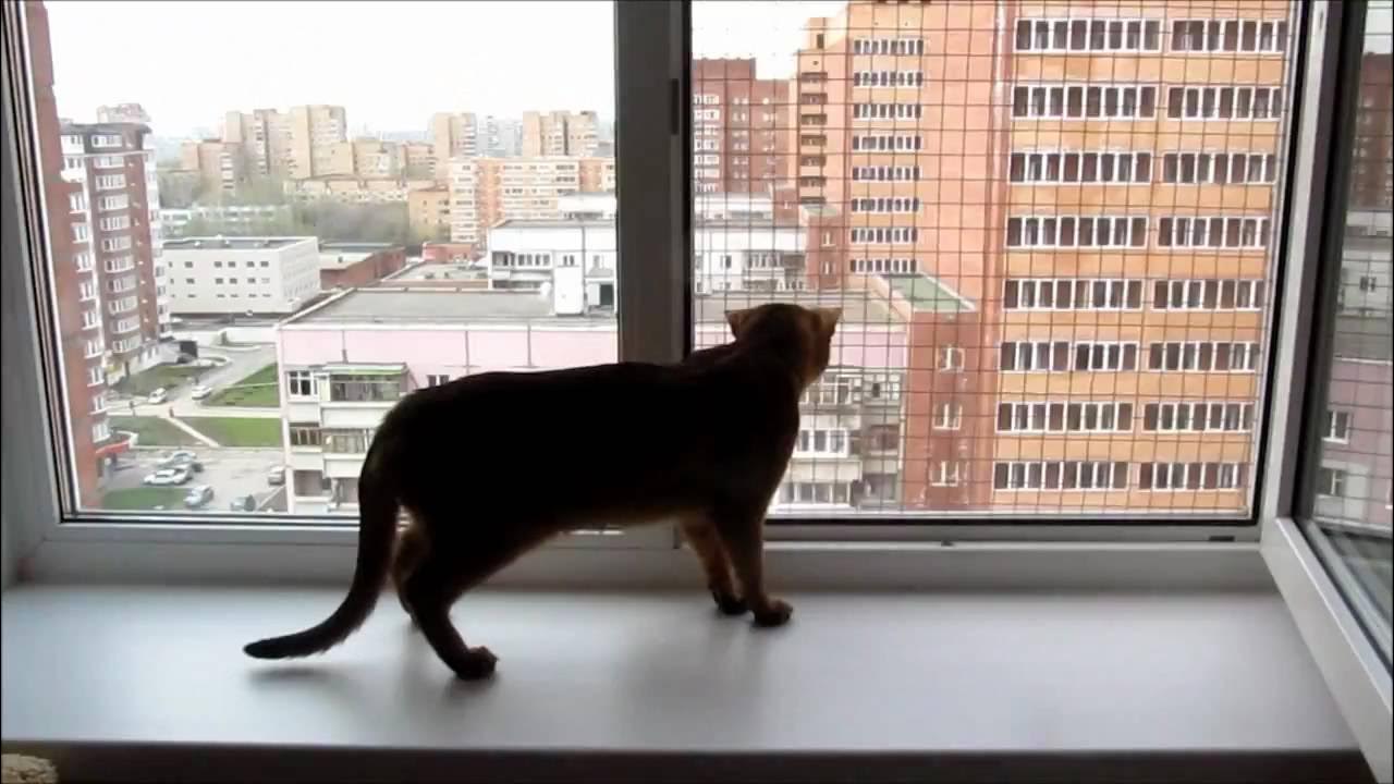 Антикошка на пластиковые окна фото