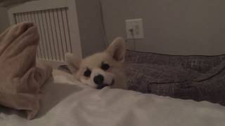 Winston's Beg Face by Winston The White Corgi 3,149 views 7 years ago 39 seconds