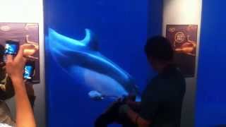 TIL Dolphins love plushie toys 1 screenshot 4