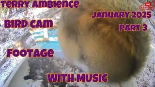 Bird Cam Footage January 2025 Part 3