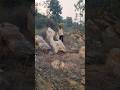 open rabbit 🐰 chathing jungle VFX funny 😱 my Village #shorts #animals #wildlife #viral #tiger