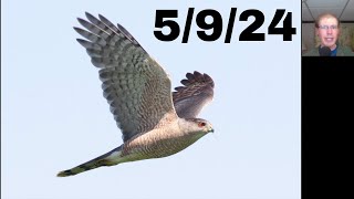 [70] A lot of songbirds, not so many hawks at the Braddock Bay Hawk Watch, 5/9/24