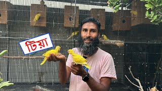 হলুদ টিয়ার বাচ্চা || Save the nature || Bird's Canvas