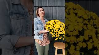 Watering Fall Mums: Tips for Keeping Them Hydrated