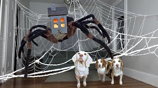 Dogs vs House Head in Real Life! Funny Dogs Maymo & Friends vs GIANT House Head Spider