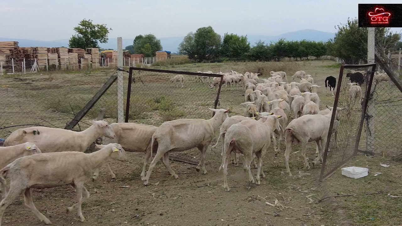 YATIRIMCI YANLIŞTAN NASIL DÖNDÜ | İSABETLİ DOĞUFRİZ ORTAKLIĞI | SU AKAR YOLUNU BULUR