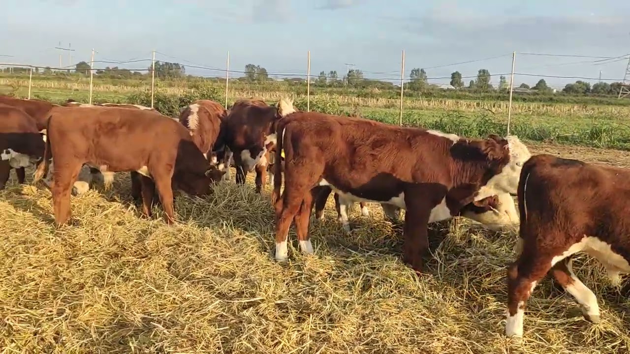 yüz dört baş super danalar geldi telesin.050.571.71.57