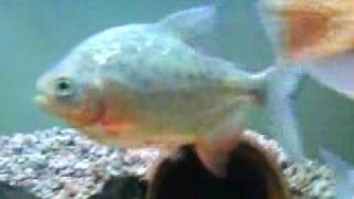 MOV00297.MP4