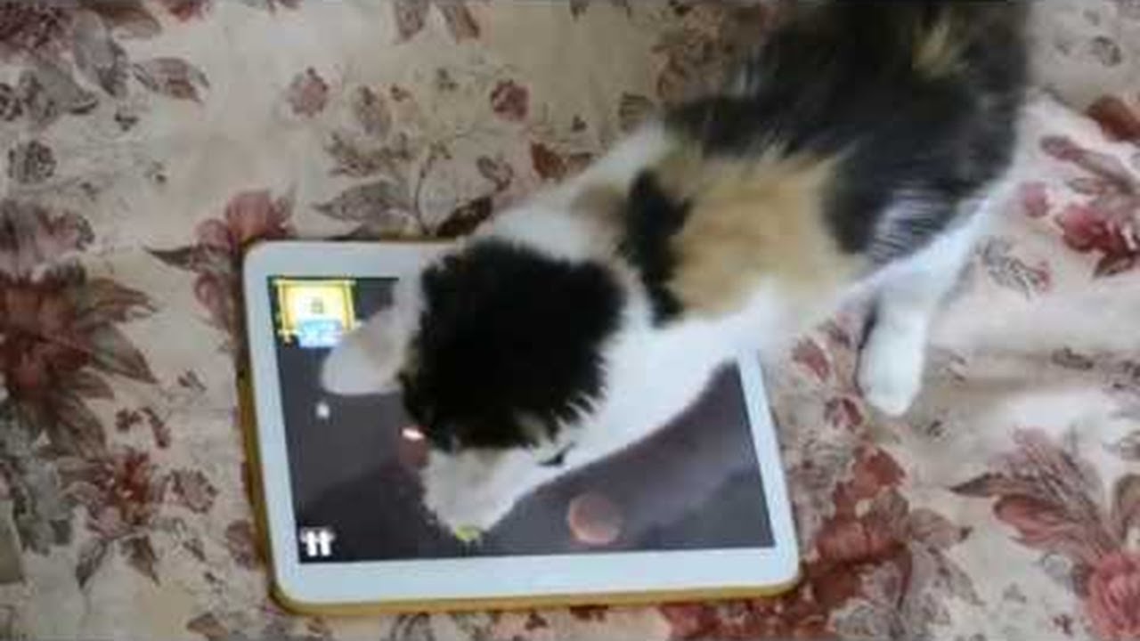Kitten Plays Games On A Tablet ViralHog YouTube