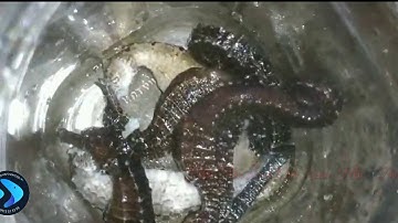 Cá ngựa sống ngâm rượu - Cá ngựa Phú Yên - Nổ bụi trekking