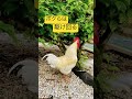【ニワトリあるある】およげにわとりくん!🐔 #替え歌 #鶏ver. #およげたいやきくん