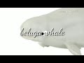 Livyatan melville vs beluga whale vs sperm whale vs odobenocetops