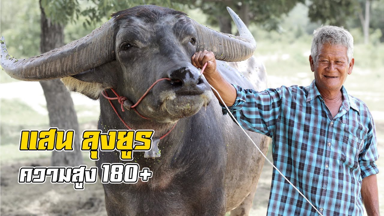 แสนลุงยูร อ.ลาดยาว นครสวรรค์ ล่าสุดความสูงทะลุ180cm พร้อมเปิดแบ่งลูกคอก โทร.063-662-4859