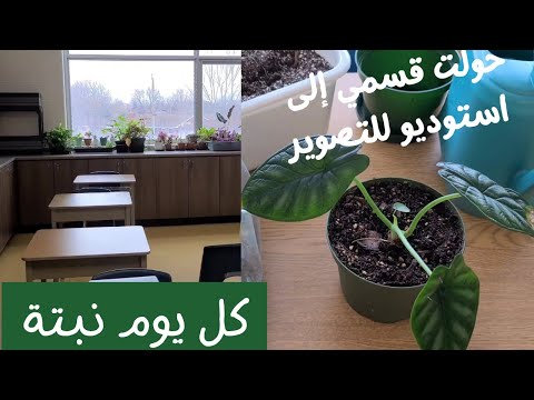 فيديو: ما مدى سرعة نمو Alocasia؟