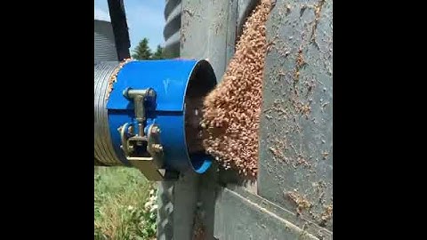 Loading grains to trailer from Silo #Shorts